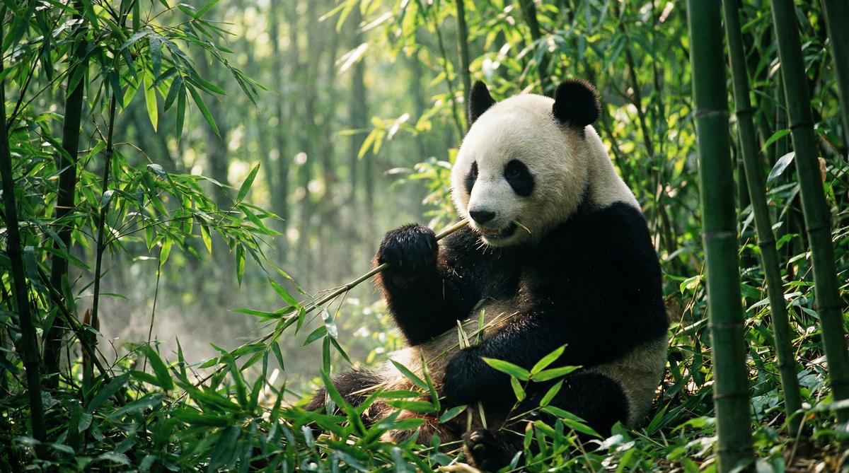 高清视频熊猫视频