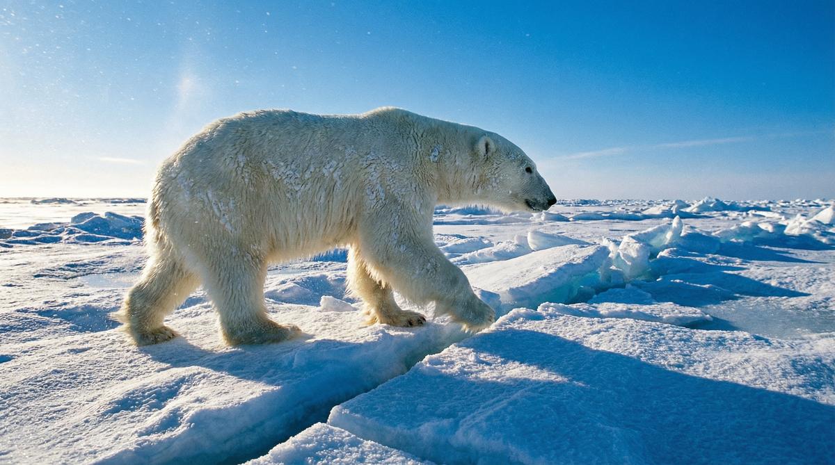 高清视频北极熊视频
