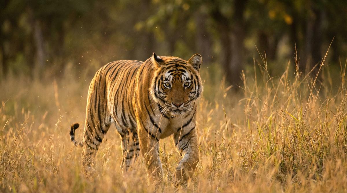 高清视频老虎视频